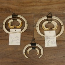 Keilerwaffen Wildschweinwaffen (Sus scrofa) 3 er Set Gewaff Hauer max. 25 cm