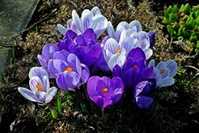 Schneekrokusse blau mixed - schneekrokusse, blau-mixed
