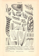 Farne II. - III. historischer Druck Holzstich ca. 1904 antike Bildtafel Botanik