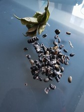 10 Samen Christrose Farbe ???  Lenzrose Schneerose Nieswurz winterhart 2025 1