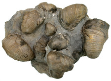 Lias Schaustück mit vielen Gryphaea arcuata  Auster  Schwäbisch Gmünd  KE22-3