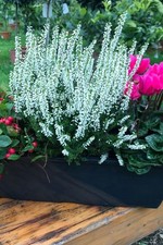 Herbst Balkonkasten 40cm breit, Winterheide, Calluna vulgaris  (Besenheide), ...