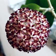Wachsblume hoya mindorensis - wachsblume,