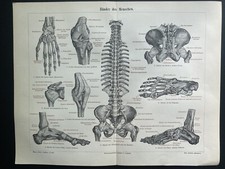 antike Grafik Medizin / Anatomie:  Die Bänder des Menschen um 1900 