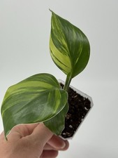 Planttini strelitzia - planttini🌱,