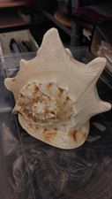 Muscheln Deko
