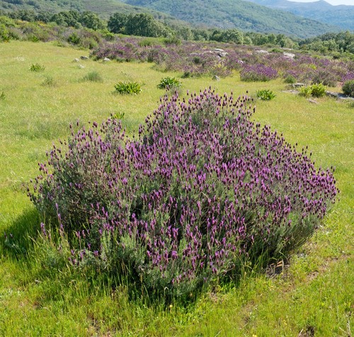 Super blumen samen - blumen,