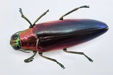 Buprestidae, Chrysochroa fulminans nishiyamai, BATU, A2, 32 mm, #BP248