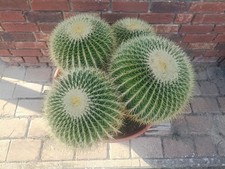 Echinocactus grusonii xxl - echinocactus,