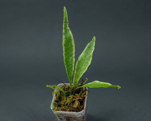 Microsorum variegata