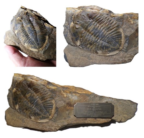 Britisches ordovizium trilobit - ordovizium,