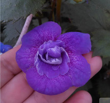 Achimenes(Schiefteller) Blue Hurricane  2 Rhizome African Violet, Zimmer, Balkon