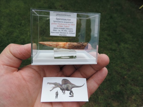 Schöner zahn vom spinosaurus - schöner,