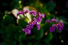 Mint contax carl zeiss - mint, planar