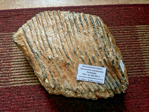 Fossiler mammut zahn - fossiler,