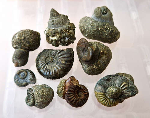 Ammoniten auf pyrit - ammoniten,