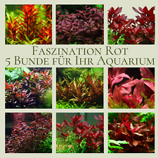 Wasserpflanzen Wolff 5 rote Aquariumpflanzen - 5 verschiedene Bunde Sortiment