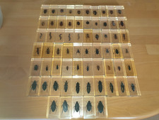 Mini Biester Sammlung.  Tiere in Acryl. 