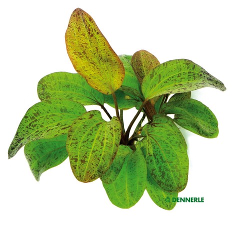 Echinodorus ozelot topf - echinodorus,