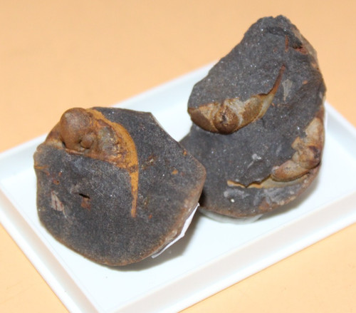 Trinucleoides reusii - trinucleoides,