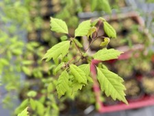 Japanischer Cissusblättriger