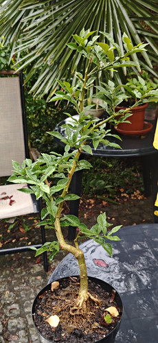 Ichang papeda citrus - papeda,