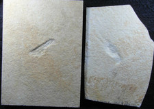Solnhofen, Fossil, 2 Krebse zum präparieren, Mecochirus und ?