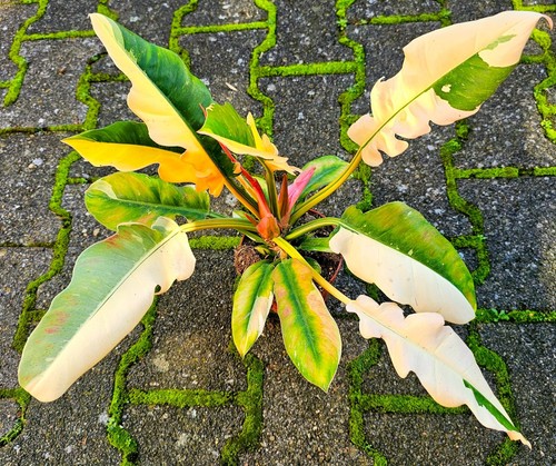 Sehr schöner philodendron - schöner,
