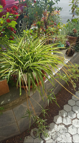 Pack chlorophytum spider - of, 3