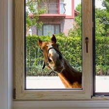 Fensterbild lustiges und