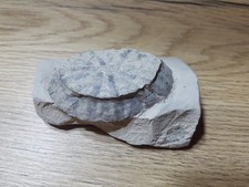 Fossilien, Höver, Sammlung, Schaustück,Stufe, Sonnenschwamm
