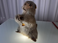 Steiff Tier Biber 31  cm. Top