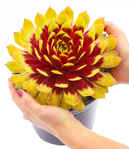 Sempervivum giants gold mine - giants, 'gold