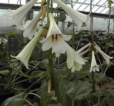 Riesen lilie cardiocrinum - riesen,