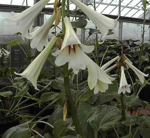 Riesen lilie cardiocrinum - riesen,