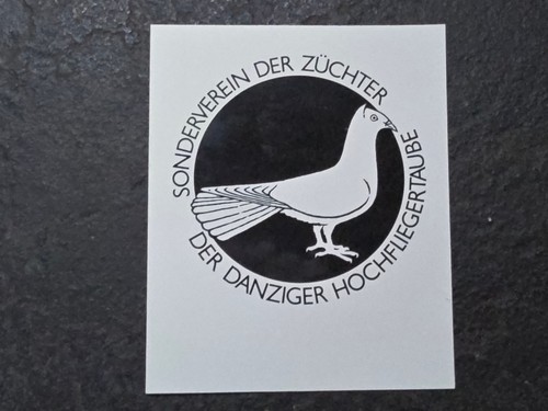 Danziger hochfliegertaube - danziger,