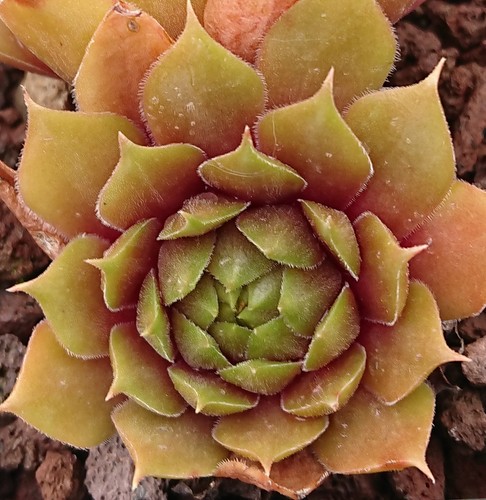 Sempervivum kiwi 1 - 1, rosette