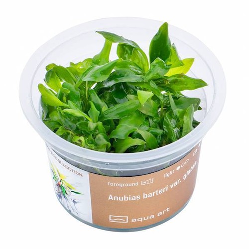 Aquariumpflanze anubias - aquariumpflanze,