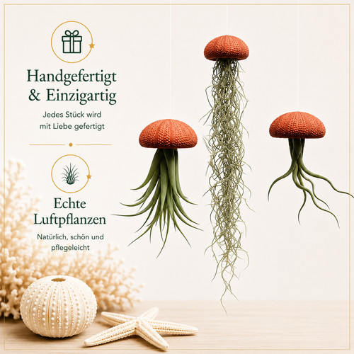 Quallen luftpflanzen mit - quallen-luftpflanzen,