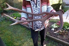 abnorme Rothirsch Abwurfstange