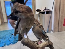 Eichelhäher Tierpräparat