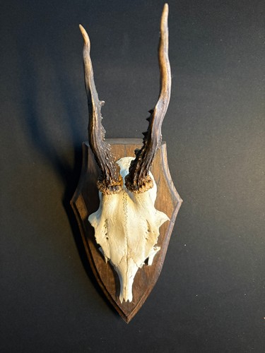 Jagdtrophäe bock jagd - bock,