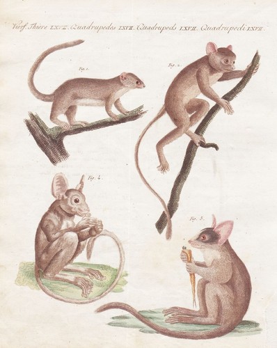 Affen monkey maki - monkey,
