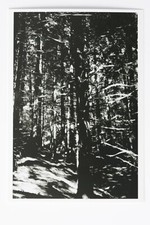 WOLFGANG TILLMANS : "Wald