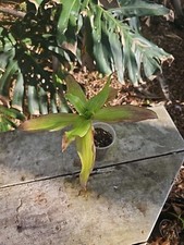 Callisia Fragrans Red White