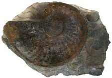 Lias  Standstück mit