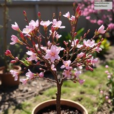 2 winterharte rosa-rote