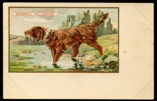IRISCHER ROTER SETTER HUND