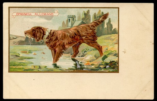 Irischer roter setter hund - roter,