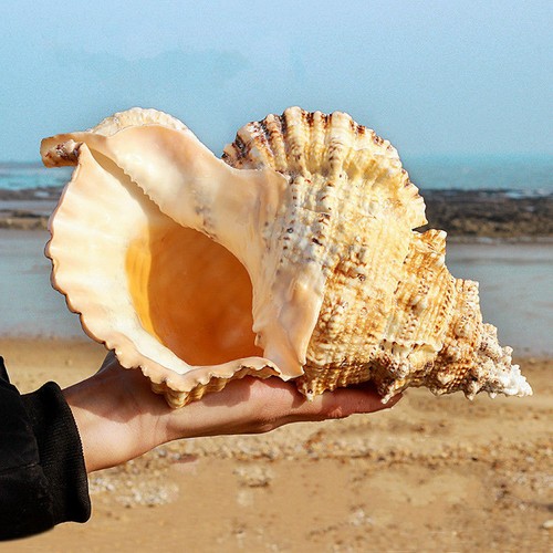 Fasciolaria trapezium gross - fasciolaria,